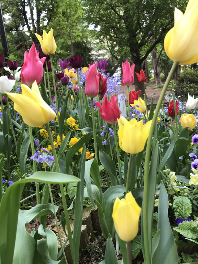 まもなくGWですね！  いたばし印刷では、5/2（夕方）〜5/7までお休みをいただきます。  名刺のお急ぎの方は5/1までご対応いたします。